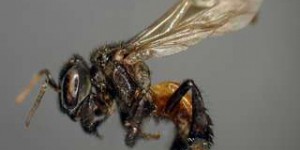 Étrangeté du vivant : des abeilles nécrophages ?