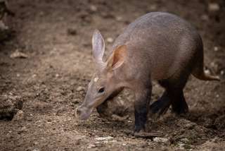 Étrangeté du vivant : l'oryctérope, un animal discret mi-kangourou mi-cochon