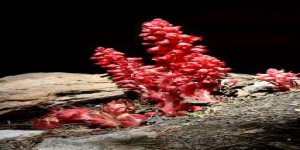 Étrangeté du vivant : une plante mangeuse de champignon ?