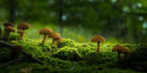 Les sols contenant plus de champignons peuvent stocker plus de carbone