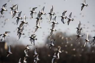 La stratégie des oiseaux migrateurs pour ne pas surchauffer en vol