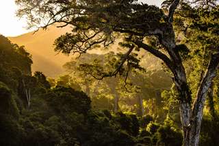Il suffit de 20 ans pour que la forêt tropicale se régénère sans intervention humaine
