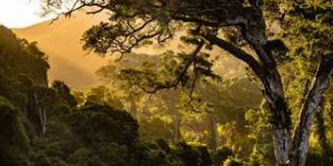 Il suffit de 20 ans pour que la forêt tropicale se régénère sans intervention humaine
