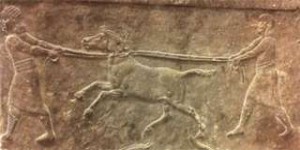 Des ânes hybrides pour faire la guerre il y a 4.500 ans
