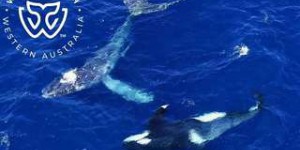 Une baleine à bosse sauvée par des orques ?