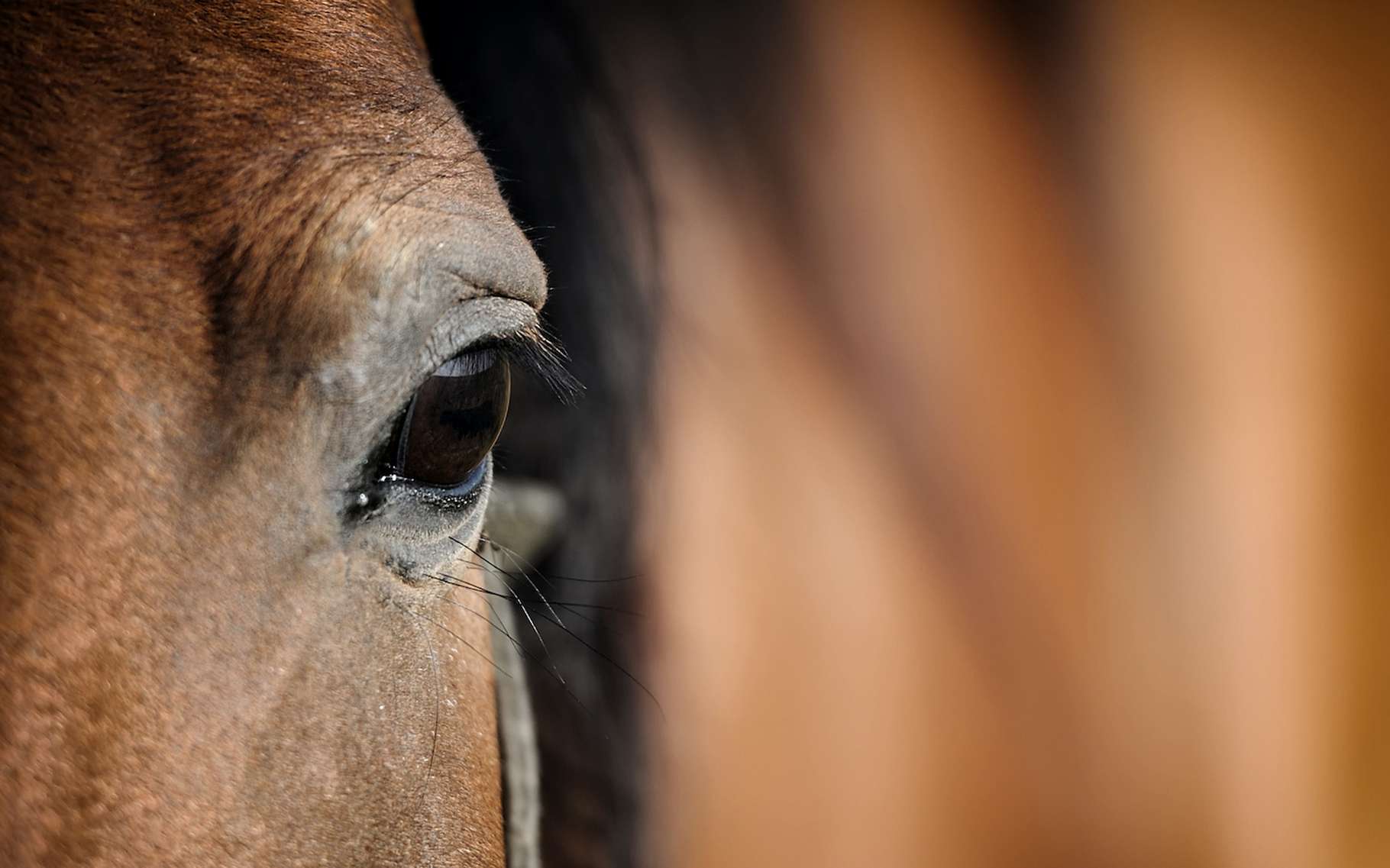 Bêtes de science : le cheval, un champion de l’intelligence sociale