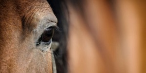 Bêtes de science : le cheval, un champion de l’intelligence sociale