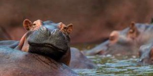 Bêtes de science : les hippopotames ont de la voix !