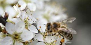 Les conséquences de la pollution sur la pollinisation