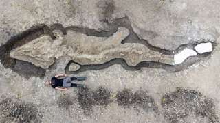Découverte d'un « dragon des mers » géant au Royaume-Uni