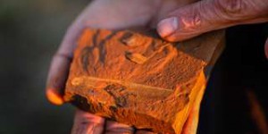 Découverte de fossiles exceptionnels en Australie qui éclairent sur les écosystèmes du passé
