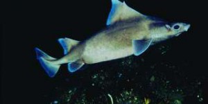 Étrangeté du vivant : connaissez-vous le requin-cochon ?