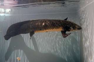 Étrangeté du vivant : le plus vieux poisson d'aquarium du monde fête ses 90 ans !