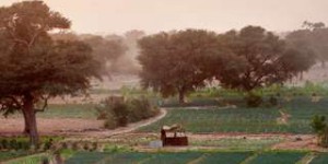 La Grande muraille verte du Sahel et ses effets inattendus sur le climat