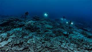 Un important récif corallien intact découvert à Tahiti