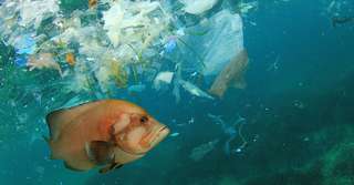 Les microplastiques dans l'océan sont sous-estimés