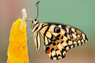 Science citoyenne : participez à la conservation des papillons sur WhatsApp !