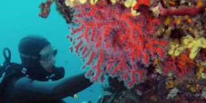 Les vagues de chaleur anéantissent les coraux de Méditerranée