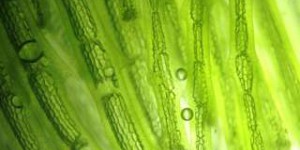 « Les algues terrestres pourraient participer au piégeage du carbone dans les sols »