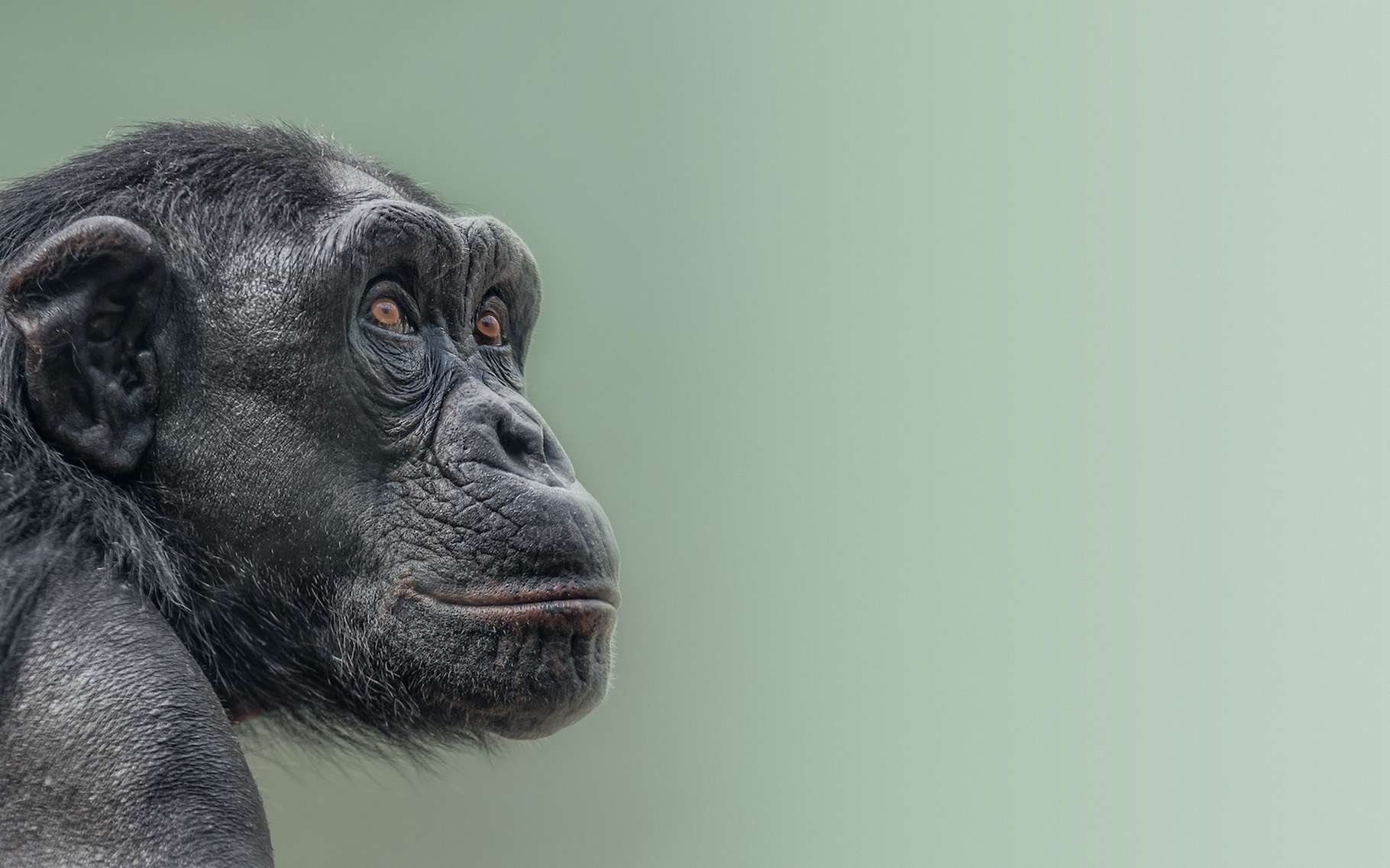 Bêtes de science : une mère chimpanzé observée en train de soigner les blessures de son fils avec des insectes