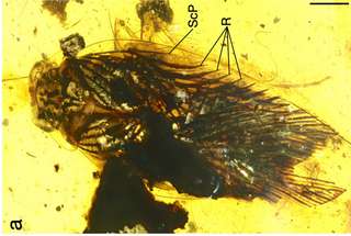 Un cafard de 100 millions d’années découvert dans un état exceptionnel avec ses yeux intacts