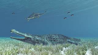 Ce crocodile géant avait avalé un dinosaure avant d'être fossilisé
