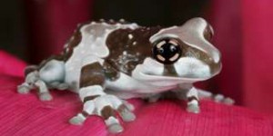 Étrangeté du vivant : une drôle de grenouille au lait toxique
