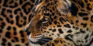 Un jaguar filmé en train d'attaquer un anaconda géant en Amérique du Sud
