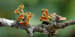 Pourquoi les lichens devraient bientôt disparaître ?