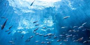 One Ocean Summit : les experts au chevet des océans