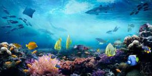Les récifs coralliens ne survivront pas un réchauffement climatique de + 1,5 °C