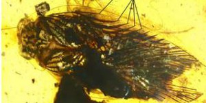 La vie de ce cafard piégé dans l’ambre il y a 100 millions d’années était différente de ceux d’aujourd’hui