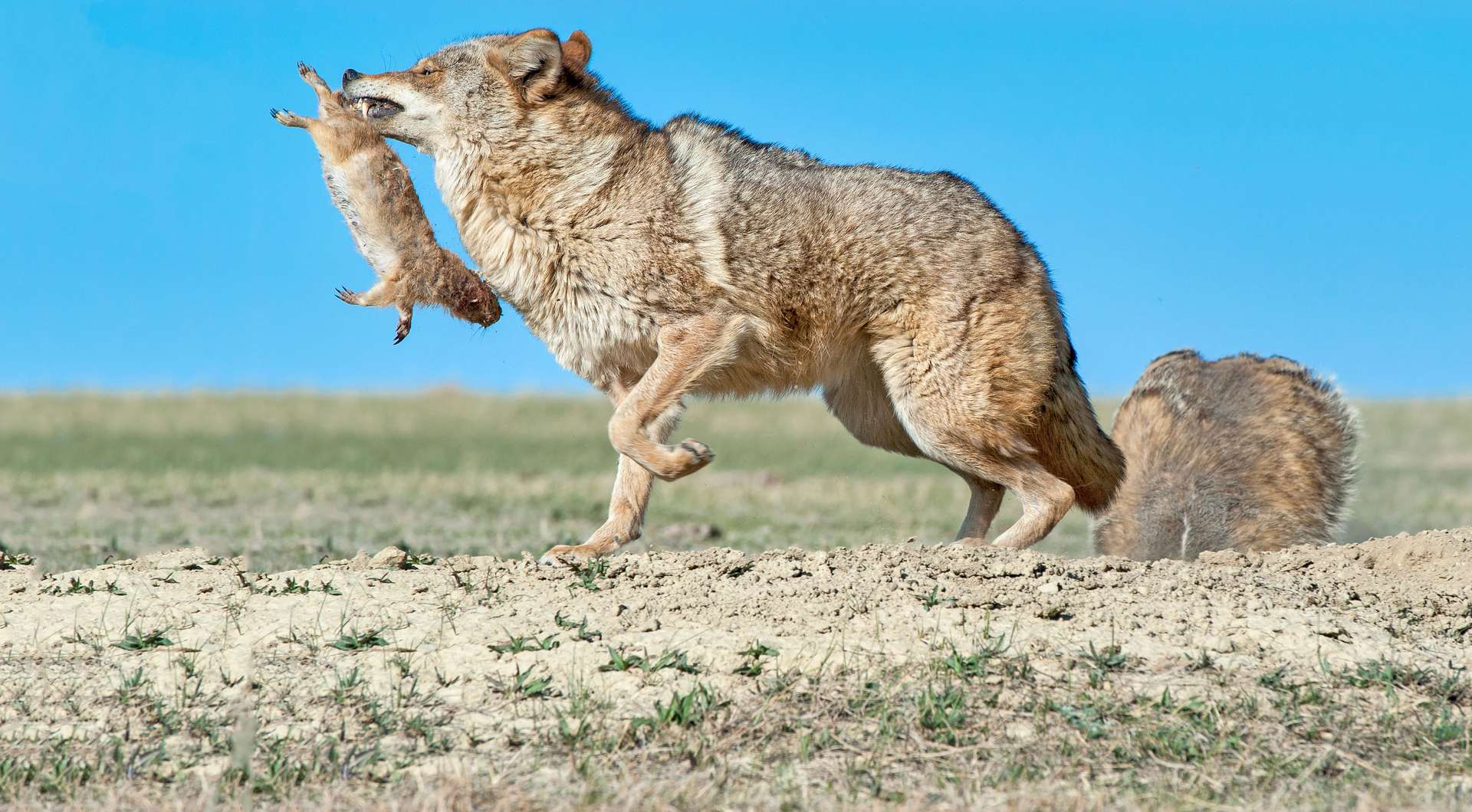 Le coyote fait équipe avec le blaireau pour chasser !