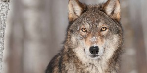 Il y a de plus en plus de loups en France : pourquoi c'est une bonne nouvelle