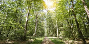 « Planter un milliard d’arbres en France d'ici 2030 » : est-ce possible et souhaitable ?