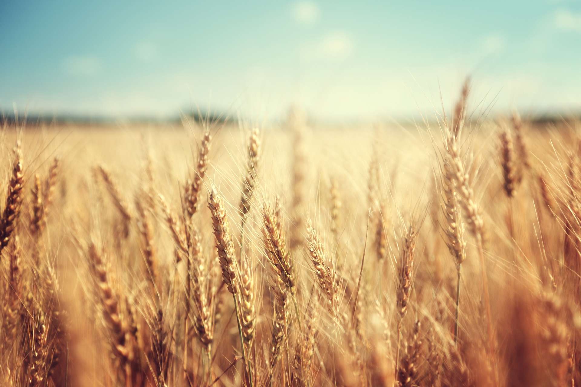 Les scientifiques ont créé un blé qui résiste à la sécheresse