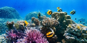 Acidification des océans : nous ne sommes pas prêts pour les conséquences