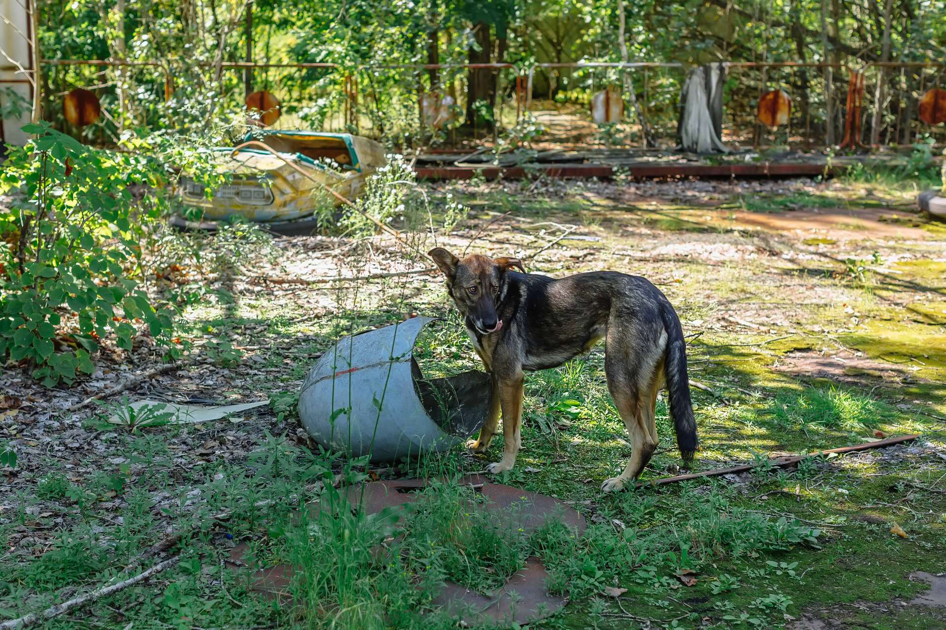 Les chiens vivant autour de Tchernobyl ont une signature génomique unique