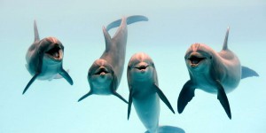 Les dauphins s'appellent par leurs prénoms