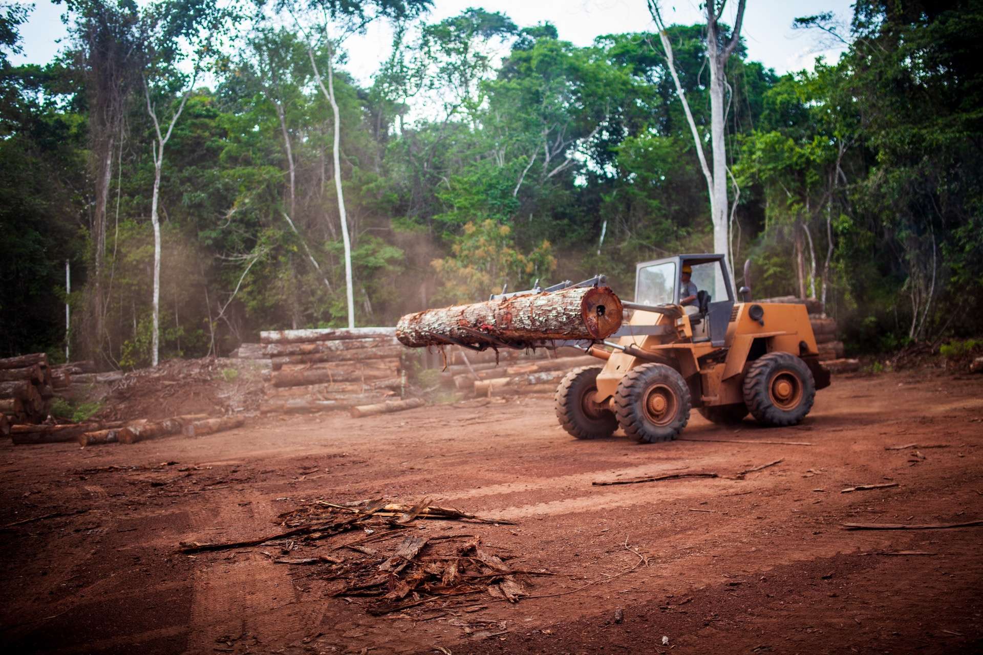 Beaucoup d'entreprises coupables de déforestation ne prévoient rien pour régler le problème