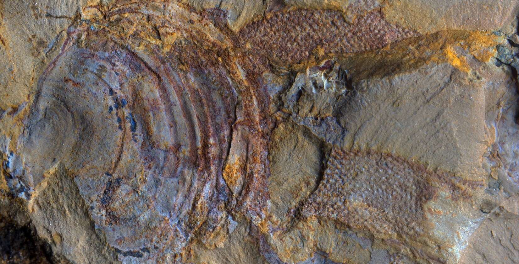 Ce fossile vieux de 520 millions d'années ne serait pas celui d'un animal