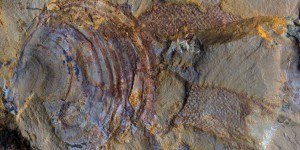 Ce fossile vieux de 520 millions d'années ne serait pas celui d'un animal