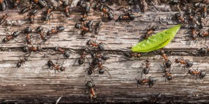Comment ces fourmis géantes ont-elles colonisé le monde il y a 50 millions d’années ?