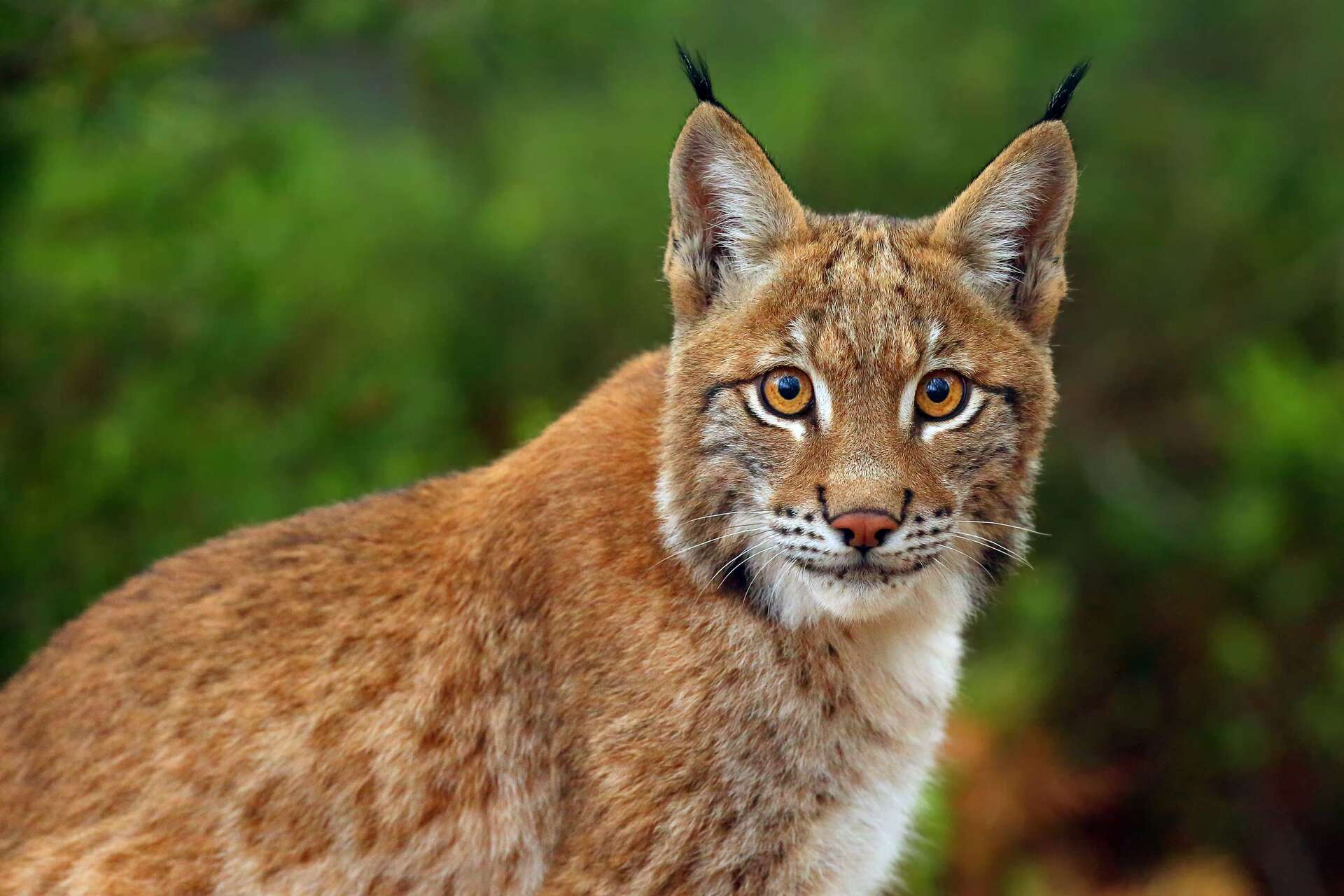 Les deux plus grandes menaces qui pèsent sur les lynx en France