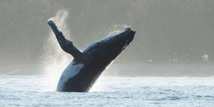 En immersion avec des baleines à bosse durant leurs migrations
