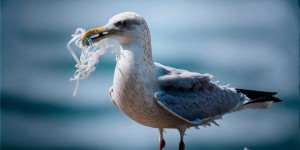 Le plasticose, cette nouvelle maladie découverte chez les oiseaux