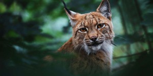 Qui est responsable de la disparition des lynx en France ?