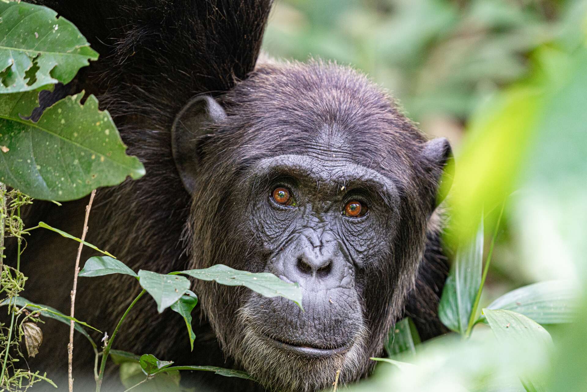 Chimpanzés : découvrez son intelligence en retraçant les pas de Jane Goodall