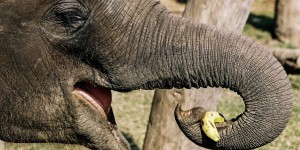 Le comportement de cet éléphant étonne les scientifiques : on ne lui avait pas appris ça !