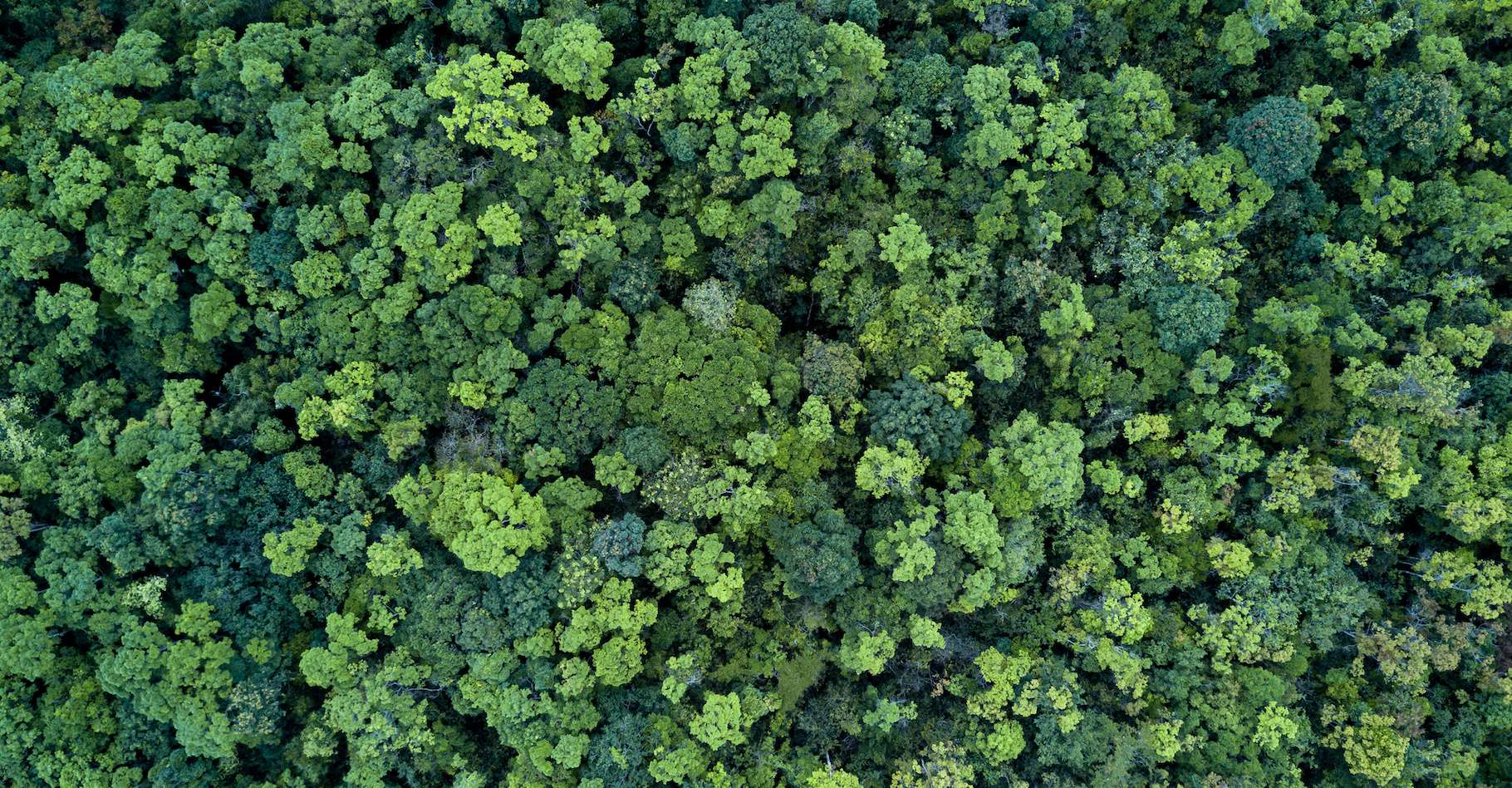 Les forêts sont-elles nos meilleurs alliés contre le changement climatique ?